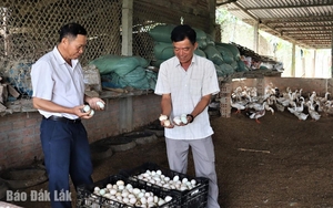 Mô hình sản xuất mới là động lực giúp nông dân một huyện ở Hà Giang nâng cao thu nhập - Ảnh 7.