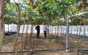 Nông dân Hải Phòng trúng lớn nhờ chuyển từ cấy lúa sang trồng hành củ - Ảnh 8.