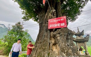 3 tỉnh Đồng Nai, Bình Phước, Lâm Đồng chung một khu rừng nổi tiếng, la liệt động vật hoang dã - Ảnh 1.