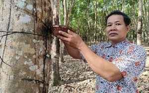 Mô hình sản xuất mới là động lực giúp nông dân một huyện ở Hà Giang nâng cao thu nhập - Ảnh 8.