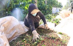 Thái Nguyên: Hơn chục héc ta rừng keo sản xuất của người dân bị cháy rụi chưa rõ nguyên nhân- Ảnh 7.