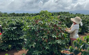 Vì sao nông dân Tây Nguyên "ngày lo đêm bỏ ngủ" khi giá cà phê tăng cao chưa từng thấy? - Ảnh 5.