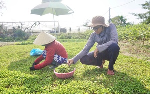 Nông dân Hòa Bình gửi tới Hội nghị Thủ tướng đối thoại với nông dân nhiều vấn đề thiết yếu - Ảnh 2.