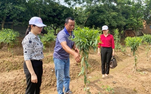 Quỹ Hỗ trợ nông dân tỉnh Bắc Ninh tiếp sức hội viên, nông dân xây dựng nhiều mô hình kinh tế hiệu quả