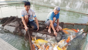 Cá chép thổ cẩm nguồn gốc từ Nhật Bản được một nông dân Bắc Giang nuôi thành công, thu tiền tỷ