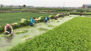 Loại rau thích mọc dưới nước, xào thịt bò rất thơm đang được tiêu thụ mạnh, dân ở đây bán 150 tấn/ngày