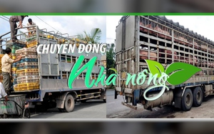 Chuyển động Nhà nông 1/2: Công điện khẩn về ngăn chặn nhập lậu động vật, thủy sản