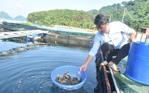 Ở hồ nước nhân tạo lớn nhất Hòa Bình, một người nuôi thành công cá chạch gai, bán 400.000 đồng/kg