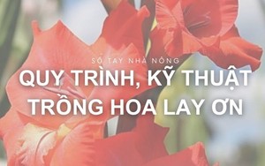 SỔ TAY NHÀ NÔNG: Kỹ thuật trồng hoa lay ơn đạt hiệu quả cao 