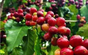 Giá cà phê hôm nay 11/2: Tuần Tết, giá cà phê tăng mạnh, cán mốc gần 80.000 đồng/kg