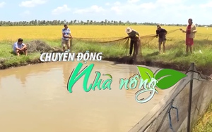 Chuyển động Nhà nông 11/2: Đặc sắc nét văn hóa tát đìa bắt cá đồng ăn Tết ở Cà Mau