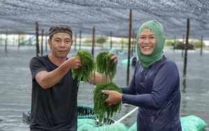 Nghị quyết về nông nghiệp tại Bình Định, cái gì cũng có, cũng làm, nhưng đột phá lại không lớn - Ảnh 4.