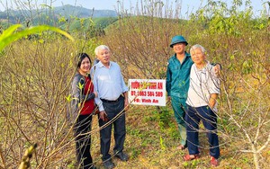 Một làng ở Nghệ An lại xuất hiện nhiều nhà khá, giàu nhờ trồng một loại cây báo hiệu mùa xuân