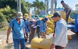 Giá lúa đông xuân cao nhất từ trước đến nay, có loại đạt 10.000 đồng/kg, nông dân Tiền Giang rộn ràng thu hoạch
