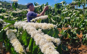 Hoa cà phê nở trắng trời, nông dân Lâm Đồng ước vụ mùa bội thu, giá cà phê cao