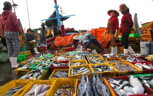Cảng cá và chợ hải sản lớn nhất Ninh Thuận nhộn nhịp đầu năm Giáp Thìn - 2024