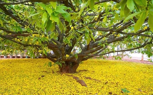 Cận cảnh cây mai vàng tán khổng lồ nổi tiếng ở Đồng Nai