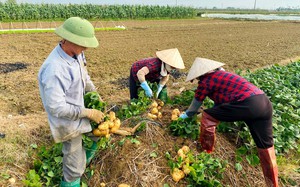 Bán loại củ có tới 7 công dụng cho sức khỏe, nông dân một huyện của tỉnh Hải Dương thu lãi 100 tỷ đồng