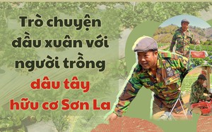 Trò chuyện đầu Xuân với người trồng dâu tây hữu cơ Sơn La