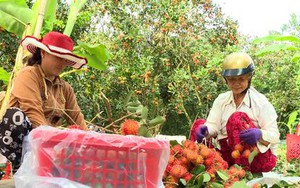 Đây là loại trái cây ngon đang tăng giá tốt nhất Vĩnh Long, dân hái bán cả tấn, thu tiền to