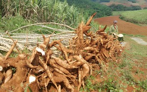 Tại Trung Quốc, một loại nông sản của Việt Nam đang phải cạnh tranh gay gắt với sản phẩm của 4 nước Đông Nam Á