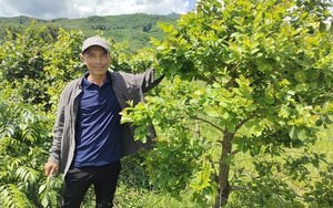 Trồng rau rừng đặc sản, một nông dân Bình Định chăm nhàn tênh, bán đắt hàng