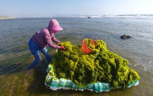 Ra biển vớt thứ rong xanh mướt, dân làng chài ở Ninh Thuận kiếm tiền triệu mỗi ngày 