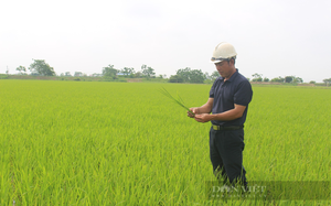 Nam Định xuất hiện nhiều tỷ phú, triệu phú nông dân trên cánh đồng lớn