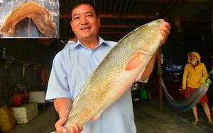 Việt Nam có một loài cá đặc sản được xếp vào hàng đắt đỏ bậc nhất, trong bụng chứa một thứ quý như vàng