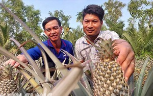 Loại quả ngon trồng tốt ở đất phèn Kiên Giang, bán trái đợt tết giá cao, nông dân thu tiền cục