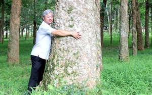 Ở Đồng Nai có vườn cao su 120 năm tuổi, có gốc lớn vài người ôm được bảo vệ rất nghiêm ngặt 