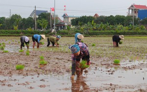Trời hửng, nông dân Nam Định lội ruộng cấy mạ non, phấn đấu năng suất lúa đạt trên 68 tạ/ha