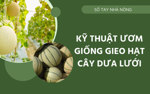 SỔ TAY NHÀ NÔNG: Kỹ thuật ươm giống, gieo hạt cây dưa lưới