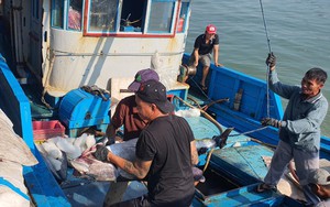 Chuyến biển đầu năm, ngư dân Khánh Hòa mang về bờ những con cá khổng lồ, bán đắt tiền nên ai cũng vui