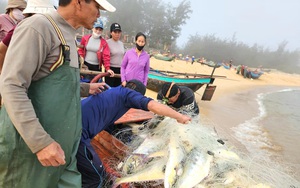 Ra một vùng biển Quảng Bình thấy dân kéo được cá bè to bự, phơi la liệt cá cơm