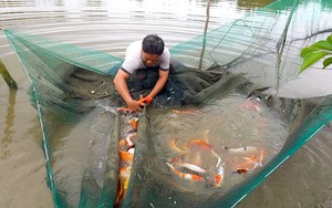 Chợ vùng Đồng Nai bán buôn thế nào mà thương lái vét sạch ao cá chép cúng ngày 23 tháng Chạp?