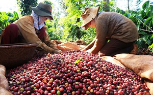 Giá cà phê liên tục lập đỉnh, các doanh nghiệp niêm yết làm ăn thế nào?