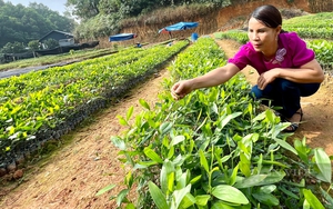 Mới ra Giêng, nông dân Phú Thọ đã 