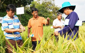 Hàng loạt giống lúa thơm, lúa chất lượng cao, thích ứng biến đổi khí hậu sắp ra mắt ở vùng ĐBSCL