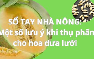 SỔ TAY NHÀ NÔNG: Một số lưu ý khi thụ phấn cho hoa dưa lưới 