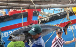 Ra biển câu những con cá khổng lồ, ngư dân Phú Yên lo khi giá cá có xu hướng giảm nhẹ