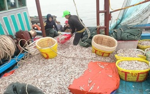 Dân một làng biển Quảng Bình trúng luồng cá cơm, xúc mỏi tay, chỉ một đêm 