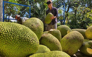 Một loại quả đặc sản của Việt Nam được Trung Quốc ưa chuộng, mua nhiều chỉ sau sầu riêng, thanh long, chuối