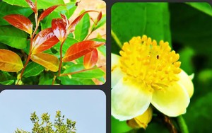 Phát hiện loài hoa trà my cực kỳ quý hiếm, có màu trắng trong một khu rừng ở Bình Phước