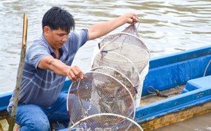 Đây là 2 kiểu nuôi tôm đang được nông dân Cà Mau ưa thích, ngành chức năng khuyến cáo nên làm theo