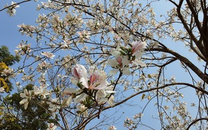Phố thị Sơn La vào mùa hoa ban trắng