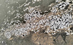Cá chết ở Quảng Trị: Nguyên nhân hết sức bất ngờ, hi hữu