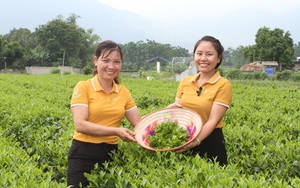 Hướng dẫn bà con trồng chè sạch, một HTX ở Thái Nguyên nâng giá trị cây chè lên tầm cao mới