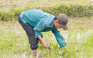 Một xã của tỉnh Thái Bình phấn đấu thu 2.800 tấn thóc trong vụ xuân, lại toàn hàng đặc sản
