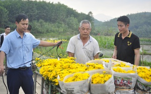 Đang đất cấy lúa, 2 hộ dân một làng ở Quảng Ninh đem trồng hoa cúc, ruộng đẹp như phim, tiền thu nhiều hơn